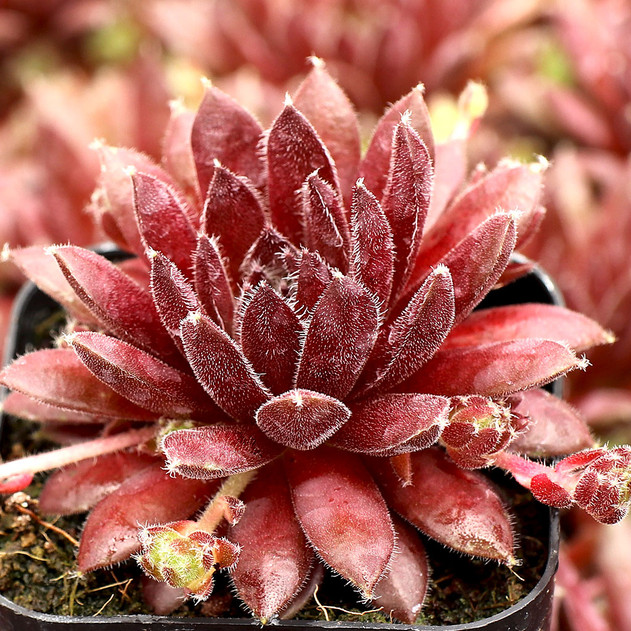 Sempervivum 'Pumaros' - March