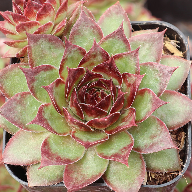 Sempervivum 'Bitter Chocolate' - June
