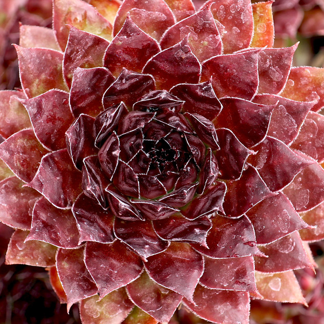 Sempervivum 'Bitter Chocolate' - July