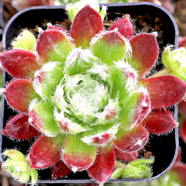 Sempervivum 'Eureka' - March