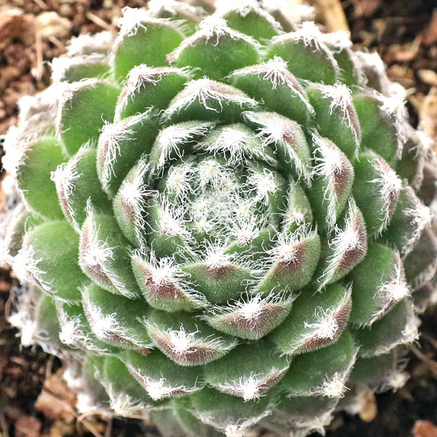 Sempervivum 'Eureka' - December