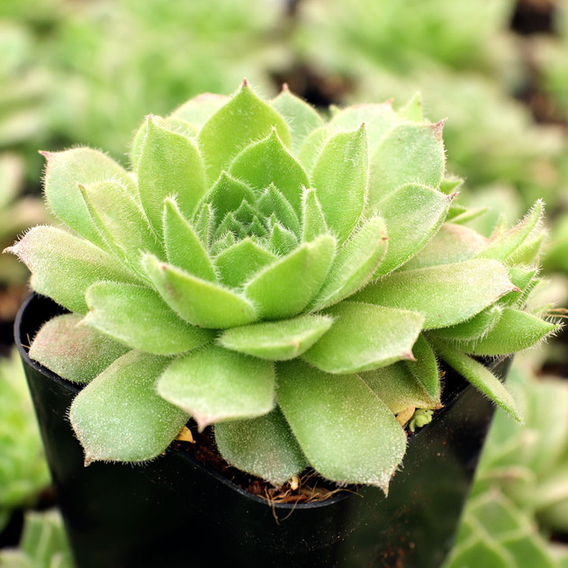 Sempervivum 'Frothy Coffee' - April