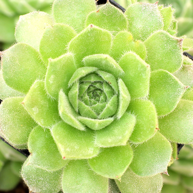 Sempervivum 'Frothy Coffee' - April