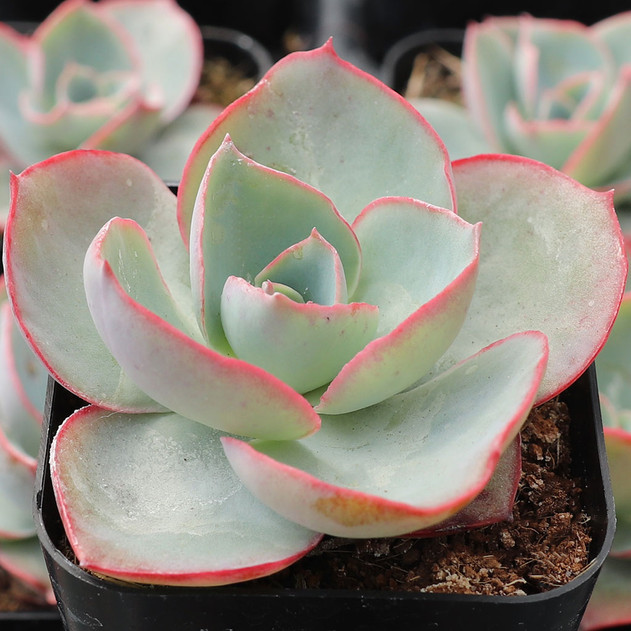 Echeveria 'White Rose' - March