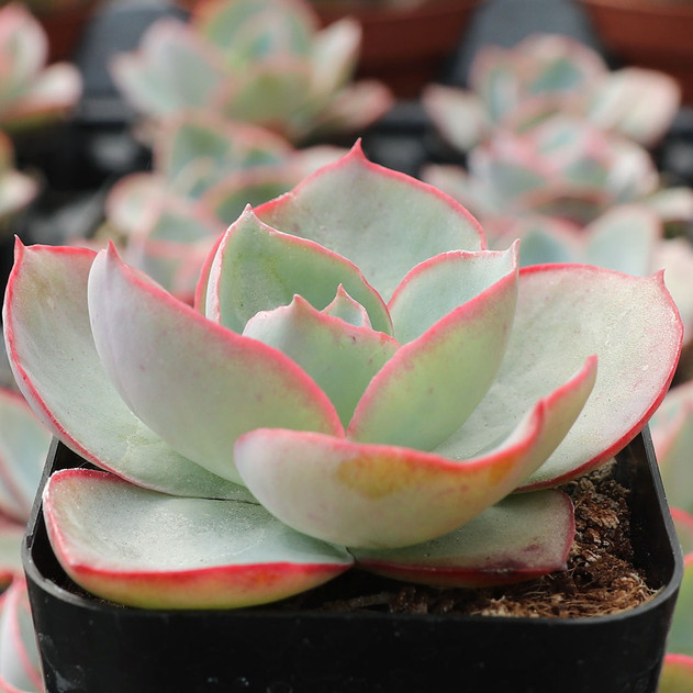 Echeveria 'White Rose' - March