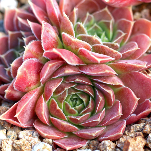 Sempervivum heuffelii 'Mont Rose' (Outdoors) - August