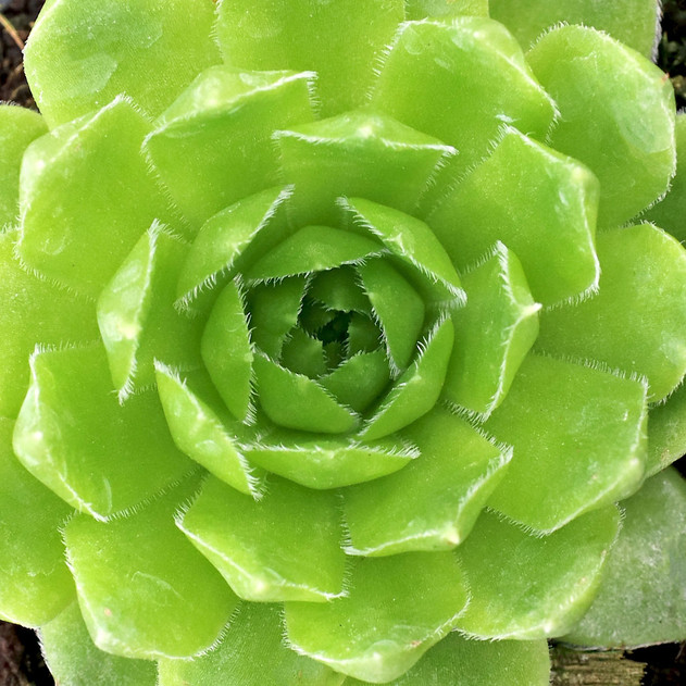 Sempervivum heuffelii 'Pollyanna'