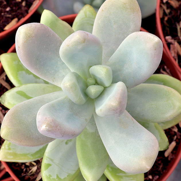 Graptosedum 'Blue Giant' [large] - March