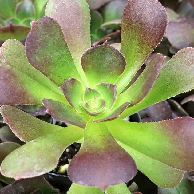 Aeonium urbicum 'Rubrum' - December