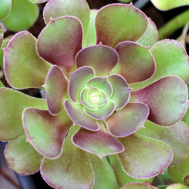 Aeonium urbicum 'Rubrum'