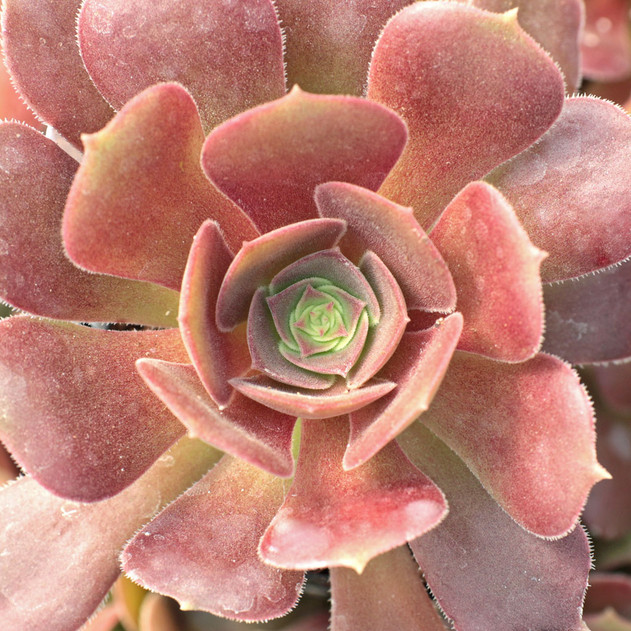 Aeonium urbicum 'Rubrum' - Spring
