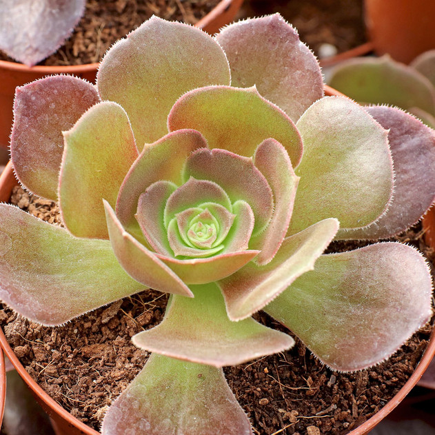 Aeonium urbicum 'Rubrum' [large] - March