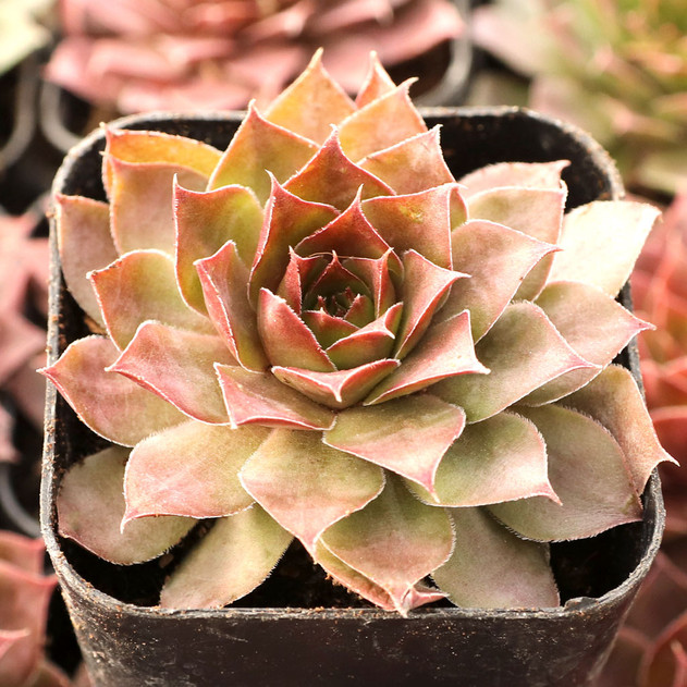 Sempervivum 'Burning Star' - December