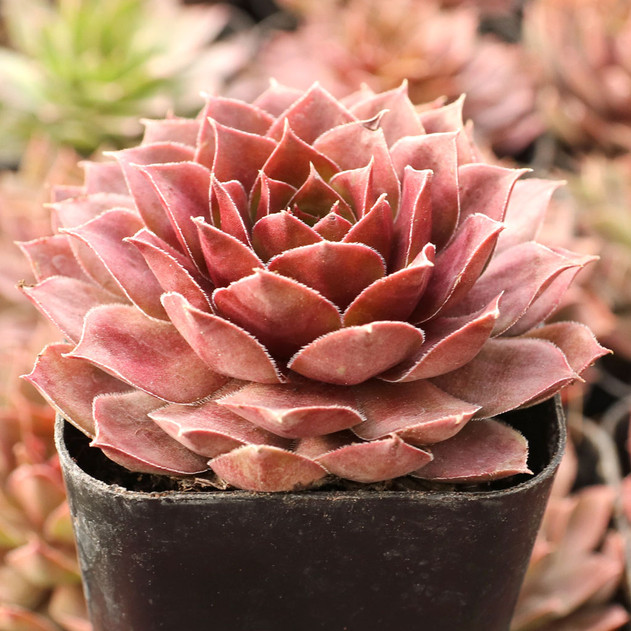Sempervivum 'Burning Star' - December