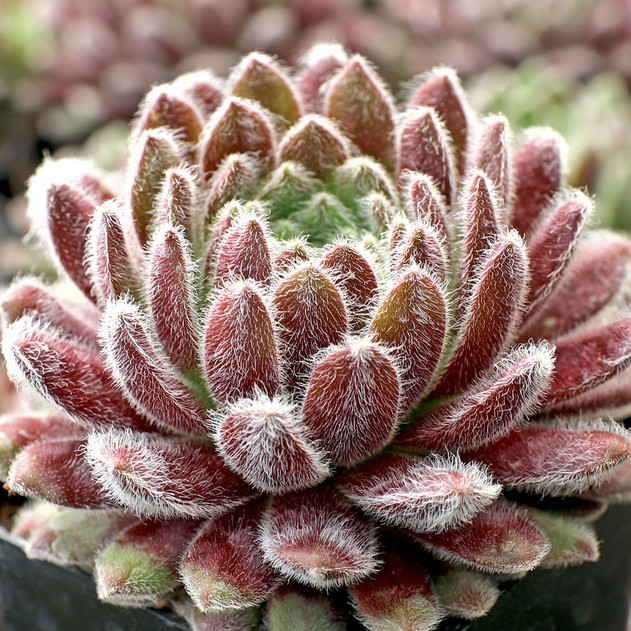 Sempervivum 'Pacific Plum Fuzzy' - April