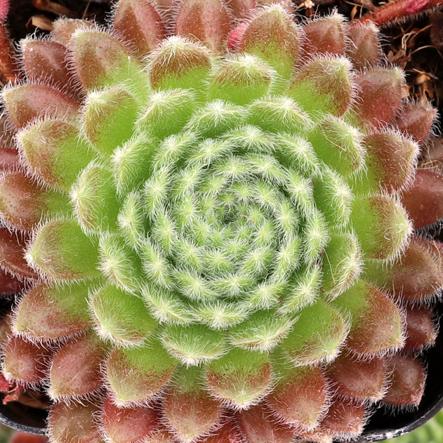 Sempervivum 'Pacific Plum Fuzzy' - August