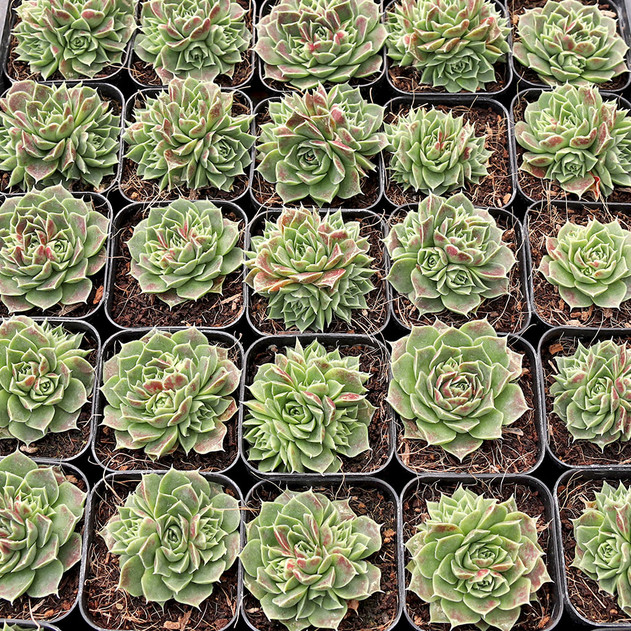 Sempervivum heuffelii 'Angel Wings' - April