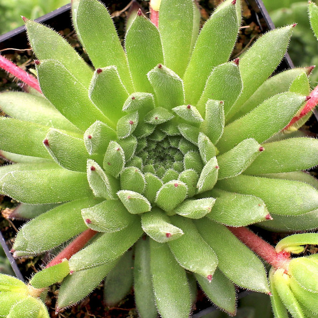 Sempervivum dolomiticum x montanum - April
