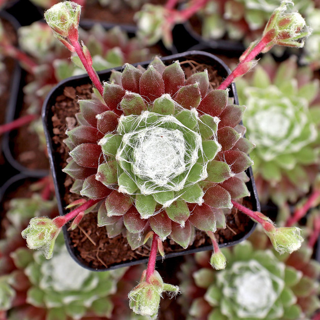 Sempervivum 'Emberley Pink' - April