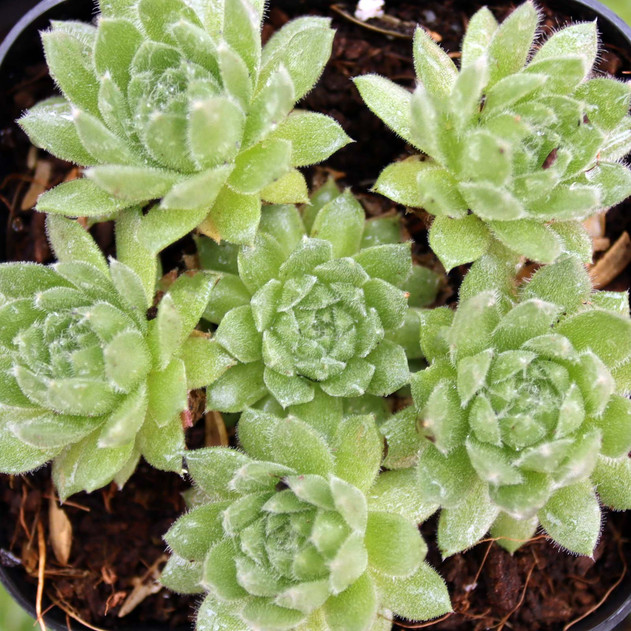Sempervivum 'Lemon Babies' - January