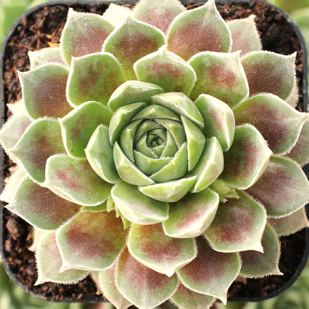 Sempervivum 'Pacific Velveteen' - February