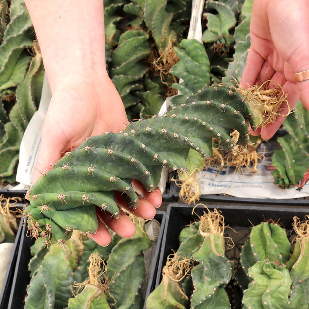 Cereus forbesii 'Spiralis' [bare root]