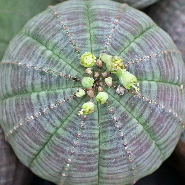 Euphorbia obesa - Baseball Plant [bare root]
