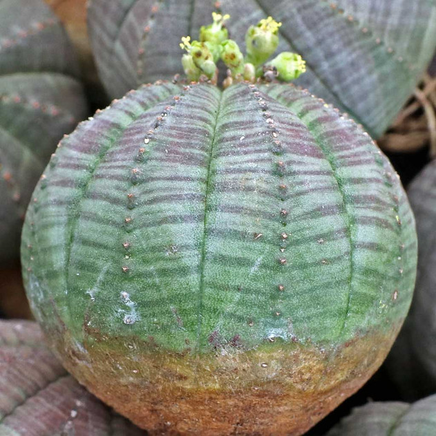 Euphorbia obesa - Baseball Plant [bare root] - Side View