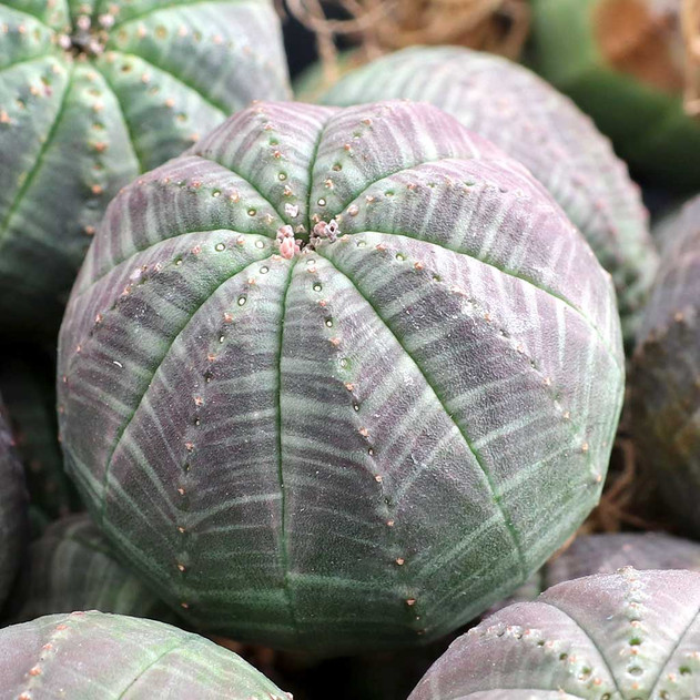 Euphorbia obesa - Baseball Plant [small] [bare root]