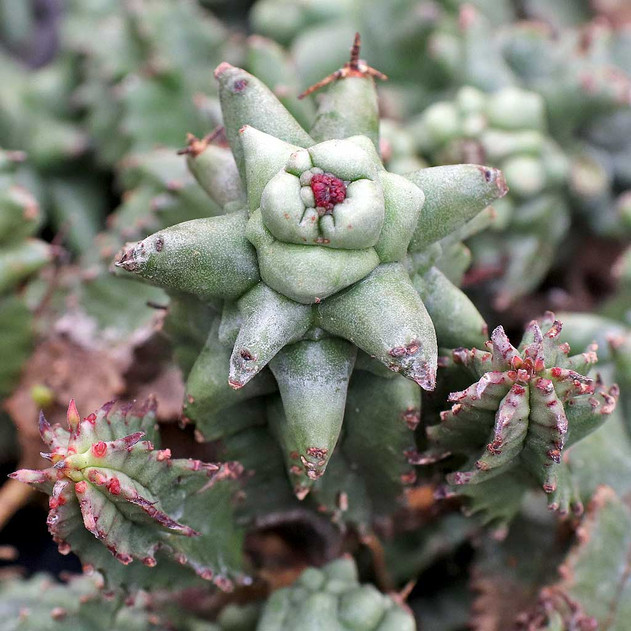 Euphorbia horrida f. monstruosa [bare root]