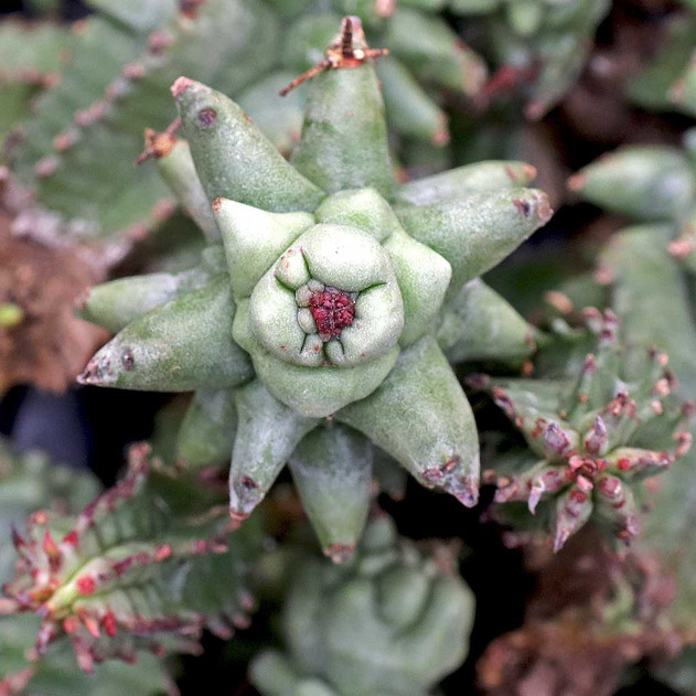 Euphorbia horrida f. monstruosa [bare root]