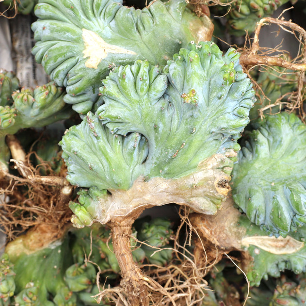 Myrtillocactus geometrizans f. cristatus [bare root]
