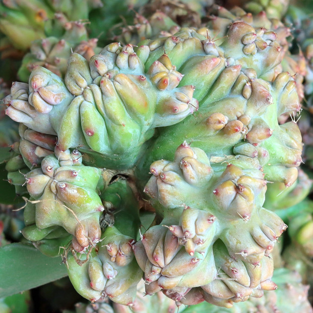 Myrtillocactus geometrizans f. cristatus [bare root]