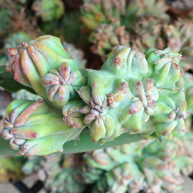 Myrtillocactus geometrizans f. cristatus [bare root]