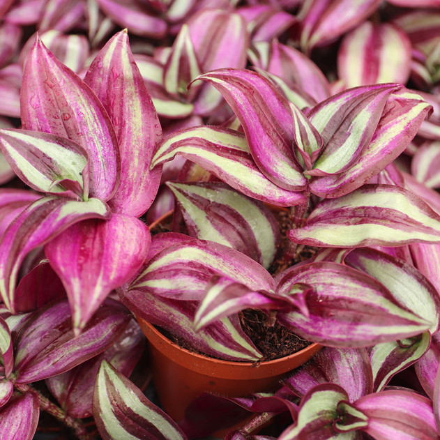 Tradescantia zebrina - Spiderwort