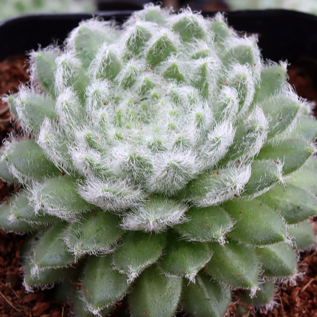 Sempervivum 'Pacific Teddy'