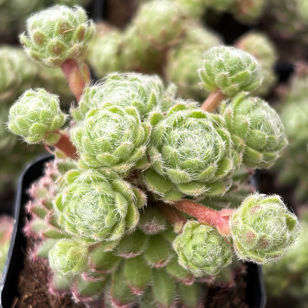 Sempervivum 'Pacific Teddy'
