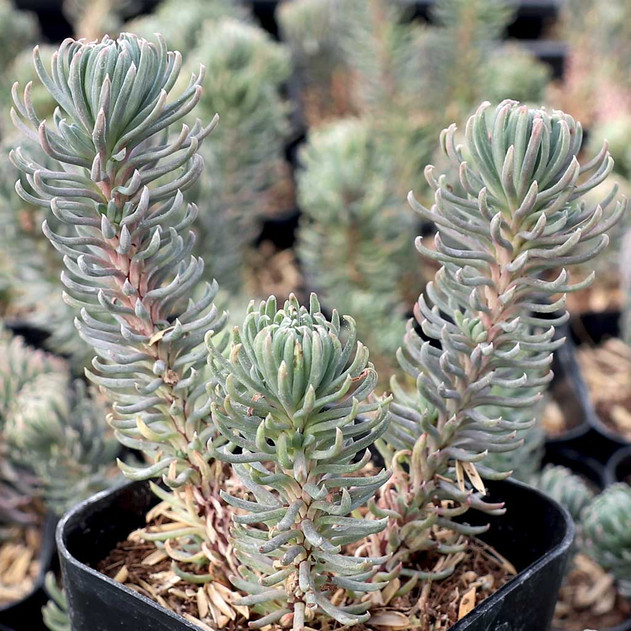 Sedum forsterianum 'Oracle'