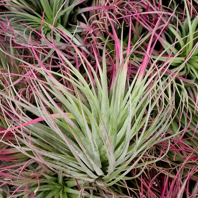 Air Plant - Tillandsia stricta (magenta, enhanced) [6.0-7.0"]