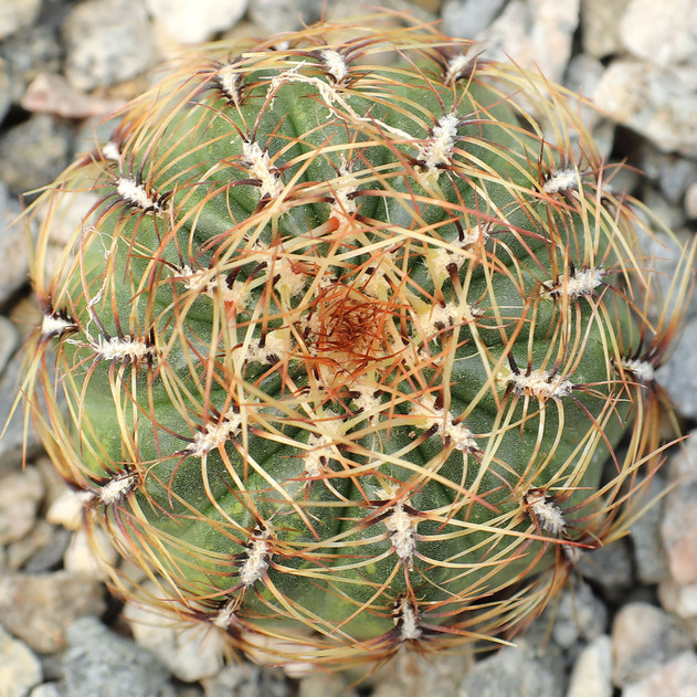 Oroya peruviana - May