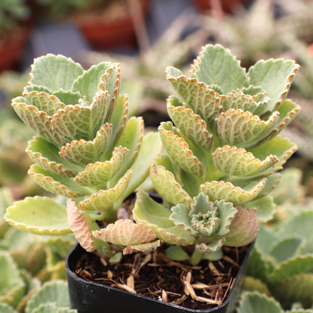 Plectranthus neochilus - Lobster Flower