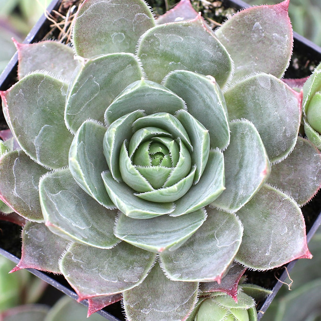 Sempervivum 'Gamalea' - May