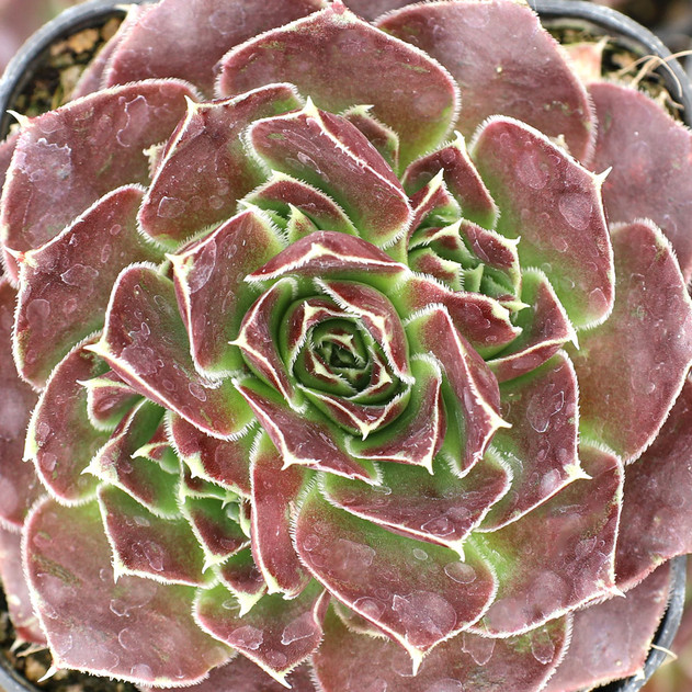 Sempervivum heuffelii 'Brandaris' - May