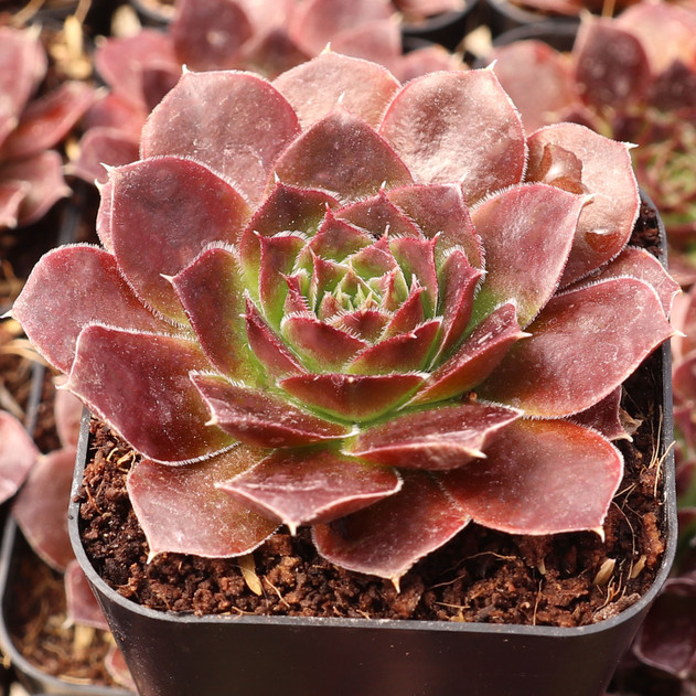 Sempervivum heuffelii 'Brandaris' - May