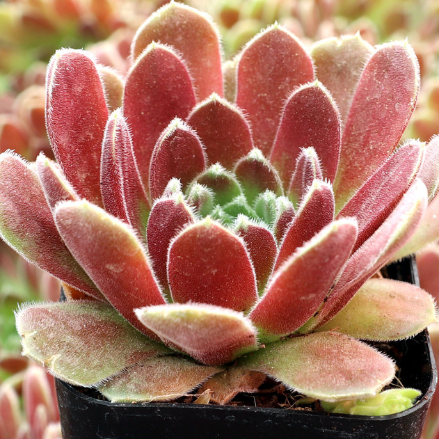 Sempervivum 'Sunkist' - June