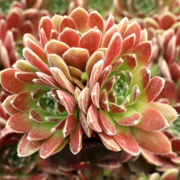 Sempervivum 'Sunkist' - June