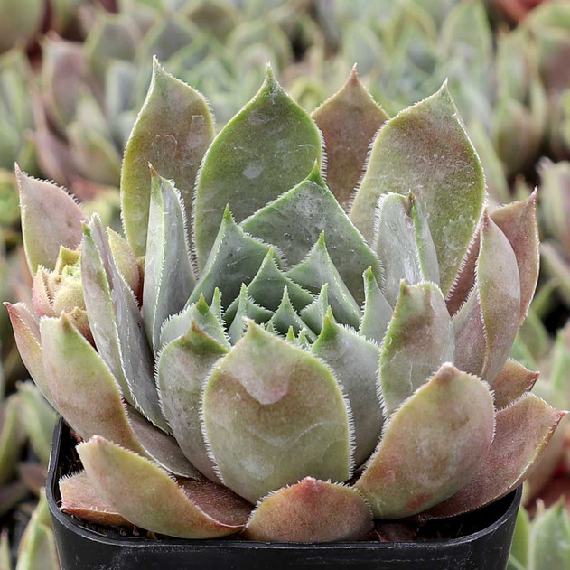 Sempervivum 'Mount Usher' - May
