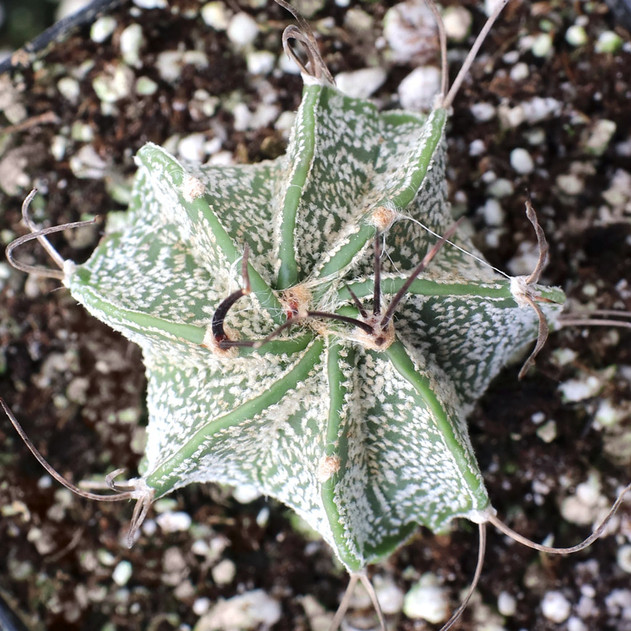 Astrophytum capricorne - Goat's Horn Cactus [planted]