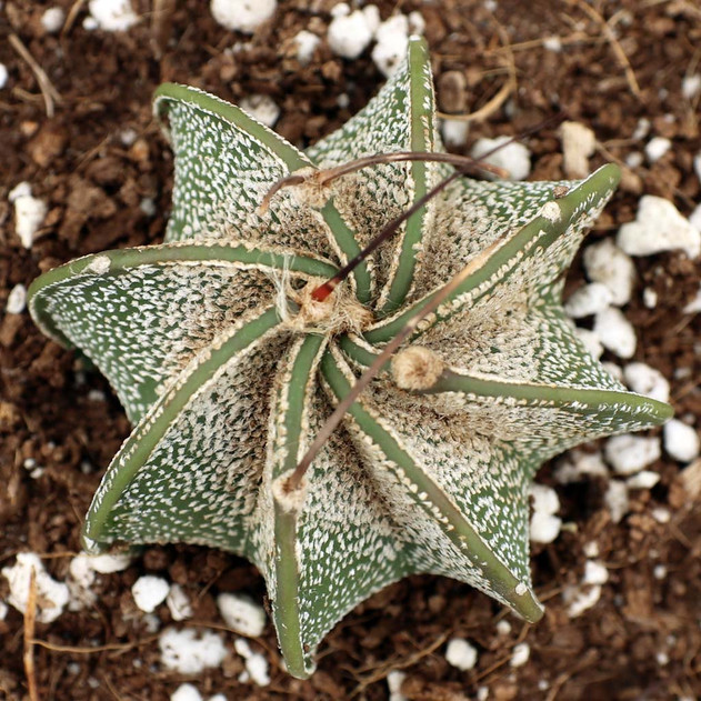 Astrophytum capricorne - Goat's Horn Cactus [planted]