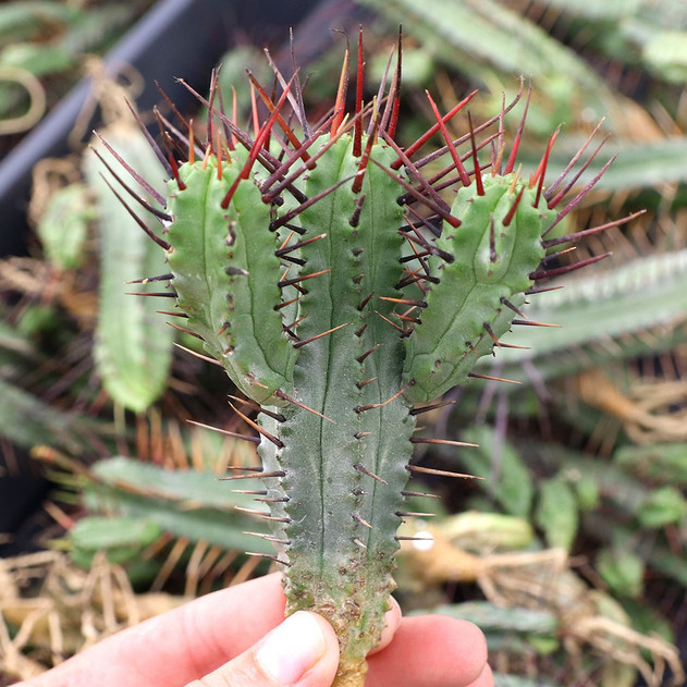 Euphorbia enopla [cutting]